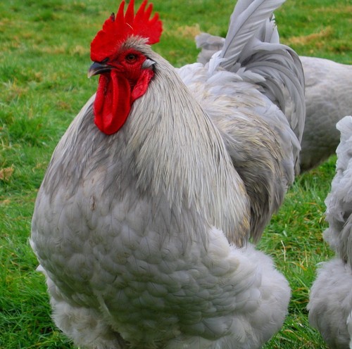 Farm fresh hatching eggs - fresh,
