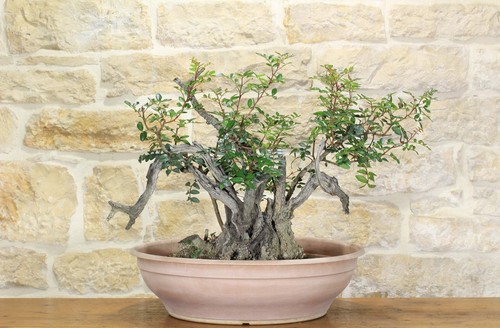 Bonsaï pré yamadori - , de