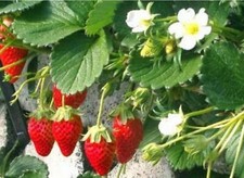 200 Graines Fraise des bois