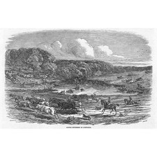 AUSTRALIA Cattle Mustering - Antique Print 1850