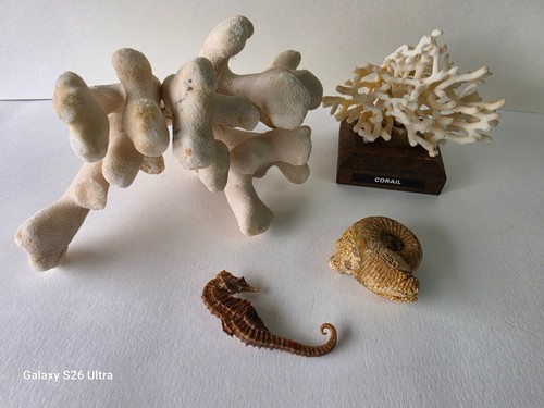 Lot déco marine naturelle - , –