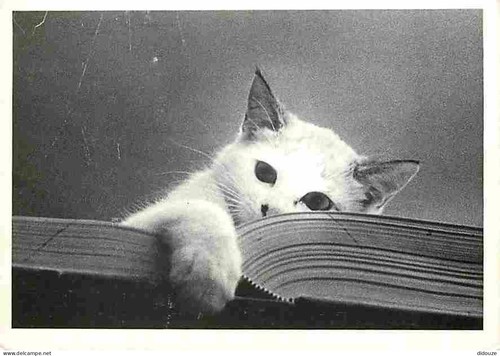 Carte postale animaux - postale,