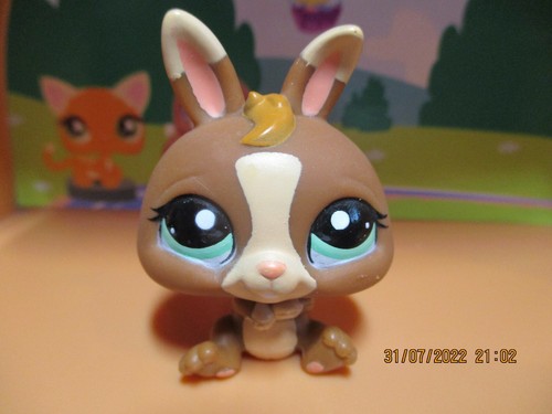 Petshop lapin nain - lapin,