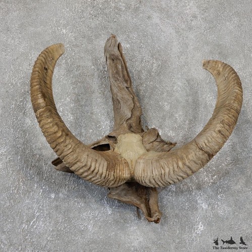 19505 mouflon ram skull - |,