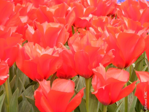 Tulipa greigii princesse - tulipa, 'princesse