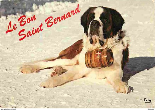 Carte postale animaux - -,