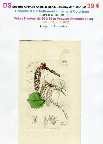 Xix ème peuplier - xix,