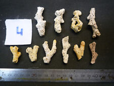 CORALS - CORAL B - ACROPORA SOLENDERI - LOT N°04 X 10 - FOSSIL DU BP