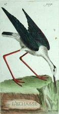 L'ÉCHASSE BLANCHE gravure estampe illustration Les Oiseaux de Martinet 1790