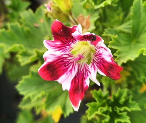 Pelargonium domesticum new - domesticum, 'new