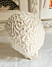 CABINET CURIOSITE ANCIEN