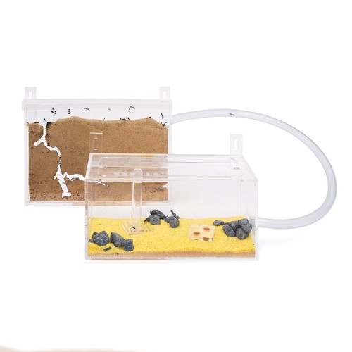 Fourmilière kit mur sable - en,
