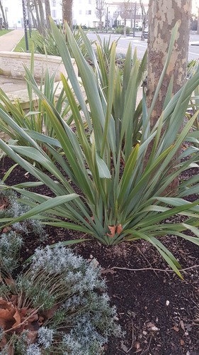 Phormium tenax lin de - /,