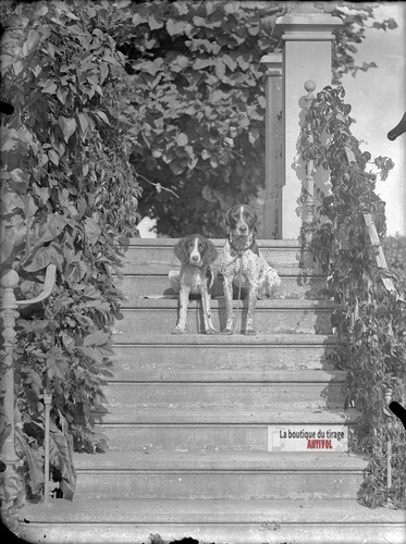 Deux chiens escalier de - deux,