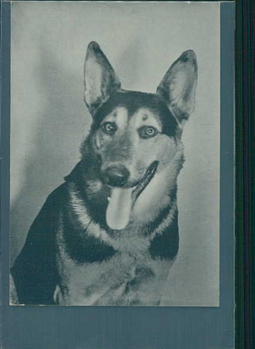 Old photo shepherd berger - photo, shepherd,