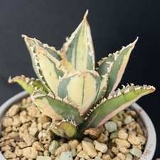 Agave Titanota “Werewolf"