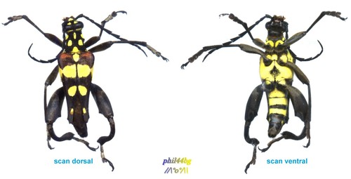Cerambycidae sagridola - cerambycidae,