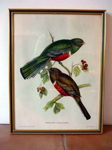 Gravure ancienne oiseaux - gravure,