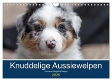 Berger australien Welpen 2026
