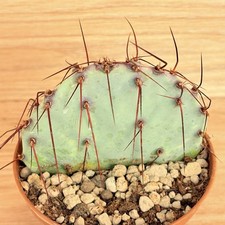 Opuntia violacea, pot 10