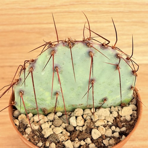 Opuntia violacea pot 10 - opuntia,