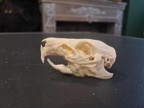 Crâne cochon inde - cochon, d'inde