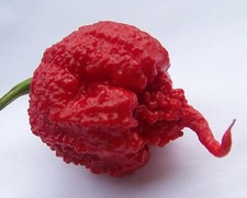20 GRAINES DE PIMENT CAROLINE