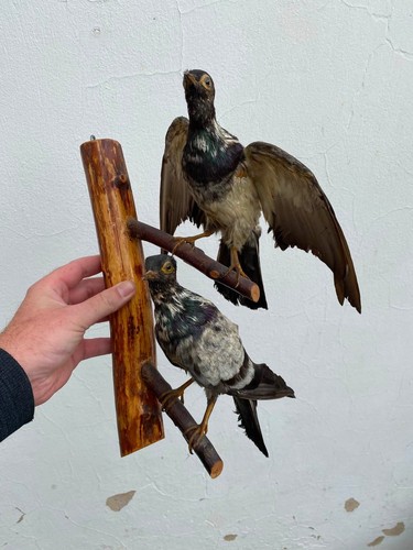Paire oiseaux à - paire,