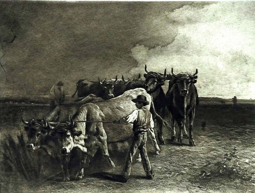 Bœufs charrue de - à,