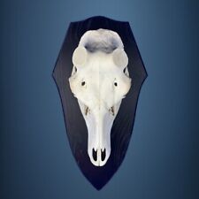 451SKU Crane de cerf, bois de