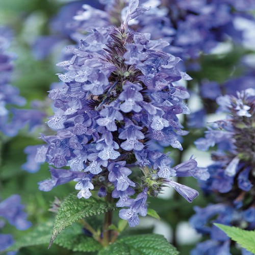 Plante aromatique jardin