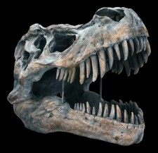 Crâne De Tyrannosaure Rex -