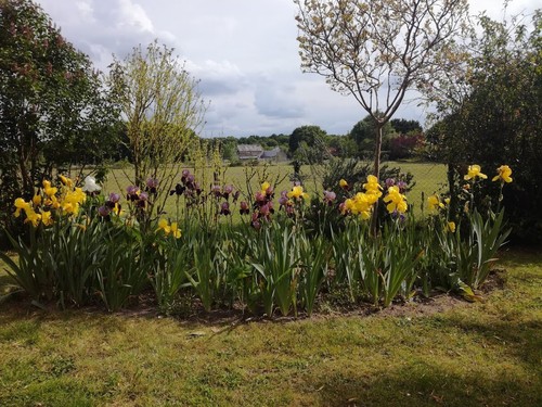 Iris germanica - iris, germanica*