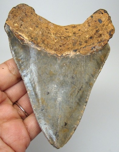Megalodon shark tooth real - megalodon,