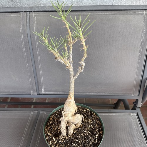 Pachypodium bispinosum 20 - bispinosum, (20