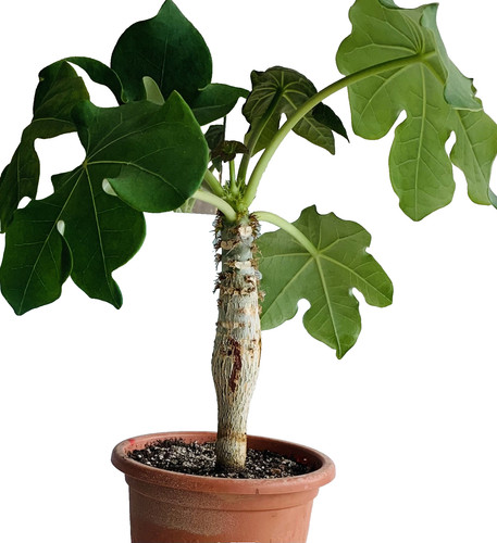 Jatropha podagrica - ,
