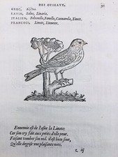 Linotte Bouvreuil Pivoine 1557