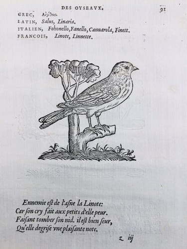 Linotte bouvreuil pivoine - bouvreuil, 1557