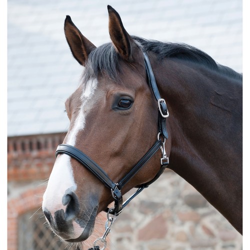 Harnais cuir horse - en, guard