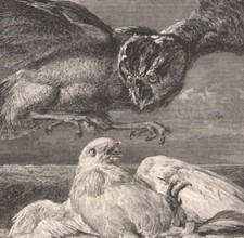 1855 gravure originale pigeon