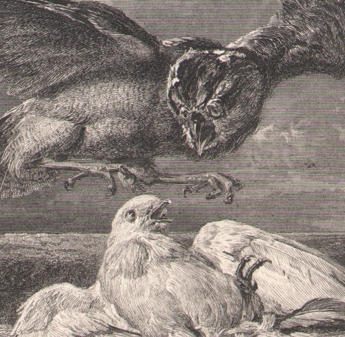 1855 gravure originale pigeon