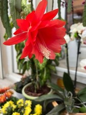 Epiphyllum .Cactus Orchidée -