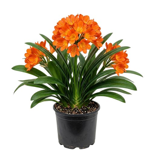 Orange clivia plant live 8 - live,, 6-8