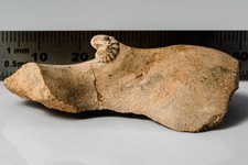 Remopleurides Nanus Elongatus