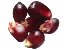 Maïs Grain Popcorn Noir Bio -