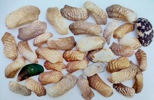 Lot 400 grs EXOTIC SHELLS Beaches of the WORLD Coral AQUARIUM SEA