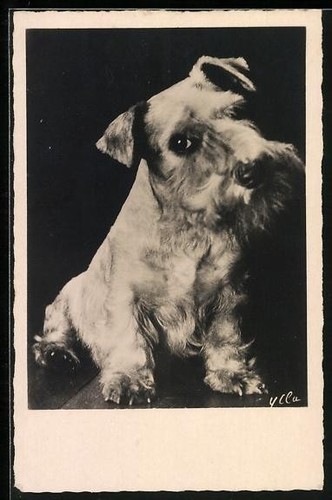 Carte postale chiot terrier