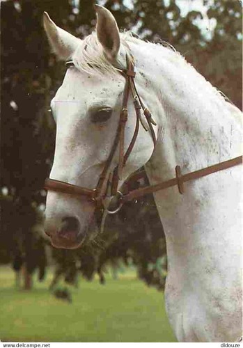 Postcard animals horses - postcard,