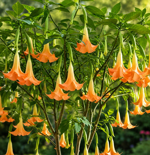 Brugmansia arborea seeds - brugmansia,