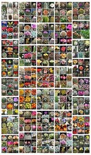 100 graines de Cactus mix